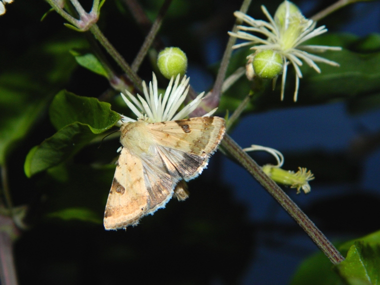 Al tramonto, sulla Clematis vitalba...